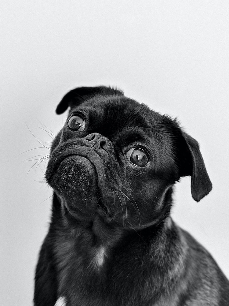 Dit is een hond